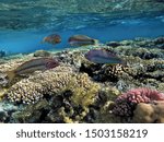 Colorful tropical reef with sun in the blue ocean. Underwater photography from snorkeling on the coral reef