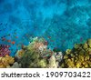 red sea saudi coral reef