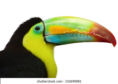 Colorful Tucan Isolated On White