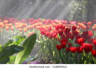 Colorful Tulip Background Sunshine Stock Photo 1128059621 | Shutterstock