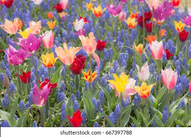 colorful  tulip  blossom in garden  early spring flower background - Shutterstock ID 667397788