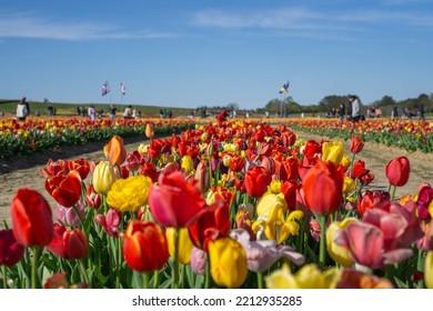 Colorful Tulip Farm In Spring.