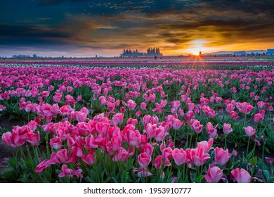 A Colorful Tulip Field In Bloom At Sunrise Near Woodburn, Oregon