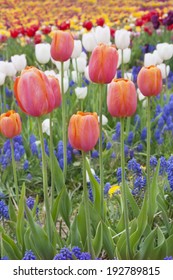 Colorful Tulip Field In Haymarket, Virginia Located In Prince William County.