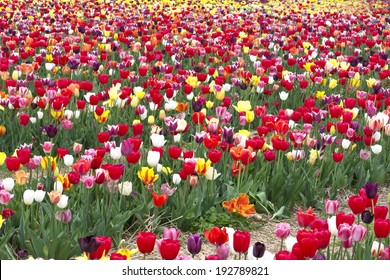 Colorful Tulip Field In Haymarket, Virginia Located In Prince William County.