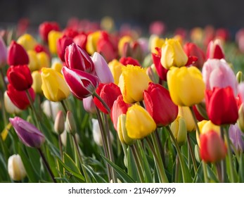 colorful tulip field with selective focus