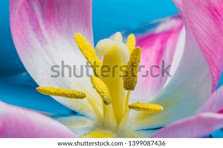 Similar – Close-Up Details Of Pink Tulip Flower