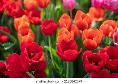 Colorful Tulip flower garden in park, orange and red.