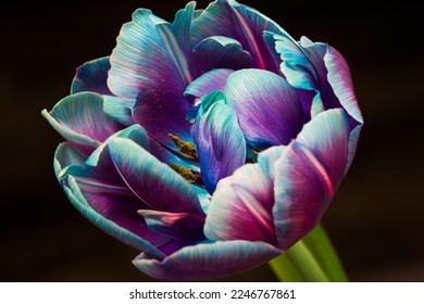colorful tulip flower still life colorful flower macro,flower background - Shutterstock ID 2246767861