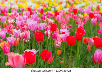Colorful tulip flowers blooming in the spring garden in Takino Suzuran Hillside Park, Japan. - Shutterstock ID 1109733926