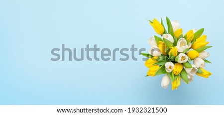 Colorful tulip flowers in front of blue background. With copy space. Top view flat lay