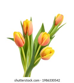 Colorful tulip flowers  isolated on white 