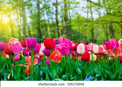 Colorful tulip flowers in a sunny green spring park, garden
