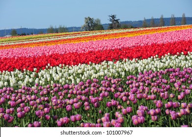 Colorful Tulip Flowers From Tulip Towm, Mount Vernon, Washington