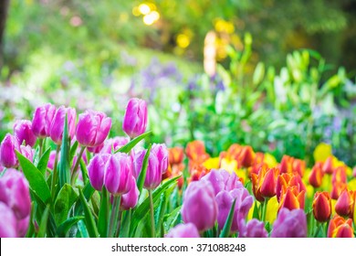 Colorful tulip garden in spring - Shutterstock ID 371088248