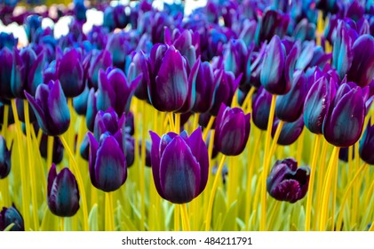 Colorful Tulip Garden In Spring