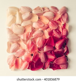 Colorful Tulip Petals Pattern In Shape Of A Square. Flat Lay.