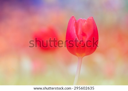 Red Tulip Tulip blossom