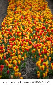 Colorful tulipfields in the Netherlands
