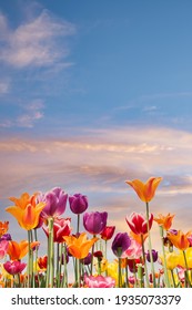 Colorful tulips against a blue and orange sunset sky