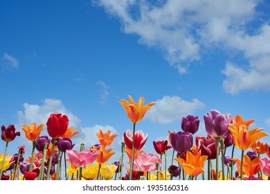 Colorful tulips against a blue sky with white clouds - Powered by Shutterstock