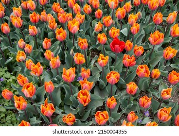 Colorful Tulips Bloom In Spring. Tulip Flower Bed.