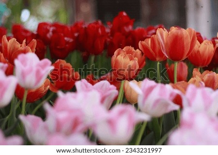colorful tulips blooming , red pink tulip flower, macro 