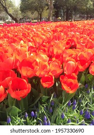 Colorful Tulips In Botanic Garden Tulipmania (tulipomania )