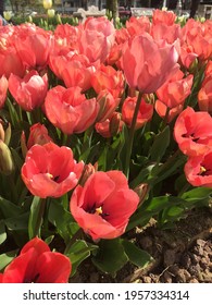 Colorful Tulips In Botanic Garden Tulipmania (tulipomania )