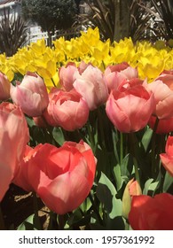 Colorful Tulips In Botanic Garden Tulipmania (tulipomania )