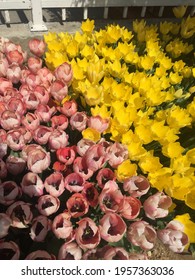 Colorful Tulips In Botanic Garden Tulipmania (tulipomania )