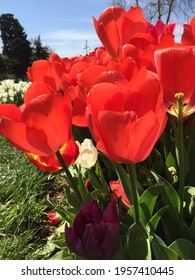 Colorful Tulips In Botanic Garden Tulipmania (tulipomania )