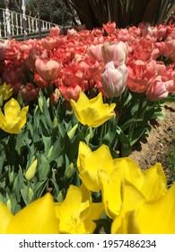 Colorful Tulips In Botanic Garden Tulipmania (tulipomania )