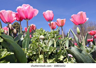 Colorful Tulips At Canberra's Floriade Festival