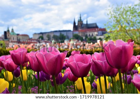 Colorful tulips in the city of Prague, Czech Republic, Czechia, Prague Castle Hradcany, Charles Bridge, spring Easter time, blossoms and flowers, historical centre, tourism, travelling, romantic view