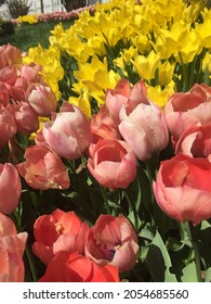 Colorful Tulips Close Up In Garden Tulipmania (tulipomania )