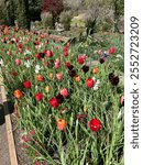 Colorful Tulips at the Duke Gardens