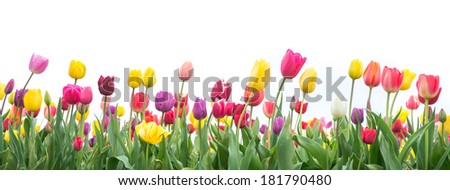 Colorful tulips in a field on a white background