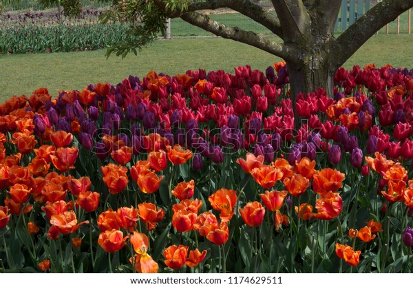 Colorful Tulips Field Skagit Valley Wa Stock Photo Edit Now