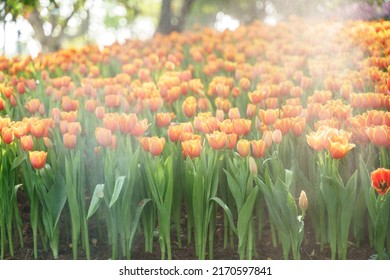 Colorful Tulips In Flower Garden With Fog Or Mist From Water Spray Nozzle