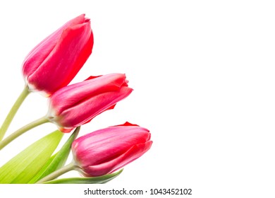 Colorful Tulips Flowers Isolated On White Background With Free Space. Mothersday Or Spring Concept.