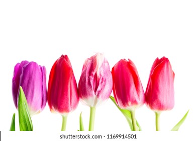 Colorful Tulips Flowers Isolated On White Background With Free Space. Mothersday Or Spring Concept.