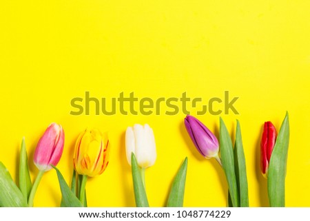 Colorful tulips flowers in a row on yellow background with free space. Mothersday or spring concept.