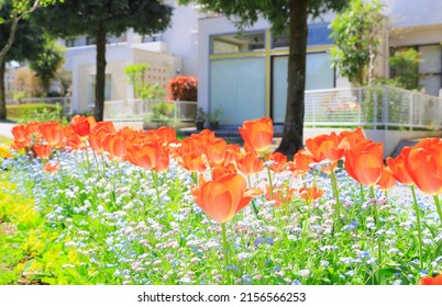 Colorful tulips in the garden with apartment buildings, houses in the background.