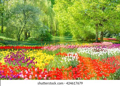 Colorful tulips garden in the green park