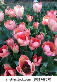 Colorful Tulips In Green Life Tulipmania (tulipomania ) Triumph Tulips