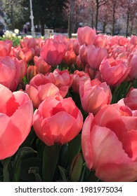 Colorful Tulips In Green Life Tulipmania (tulipomania )