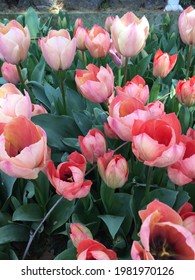 Colorful Tulips In Green Meadow Tulipmania (tulipomania )