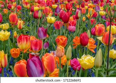 Colorful Tulips In Keukenhof Gardens