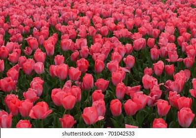 Colorful Tulips, Kyoto Botanical Garden, Japan